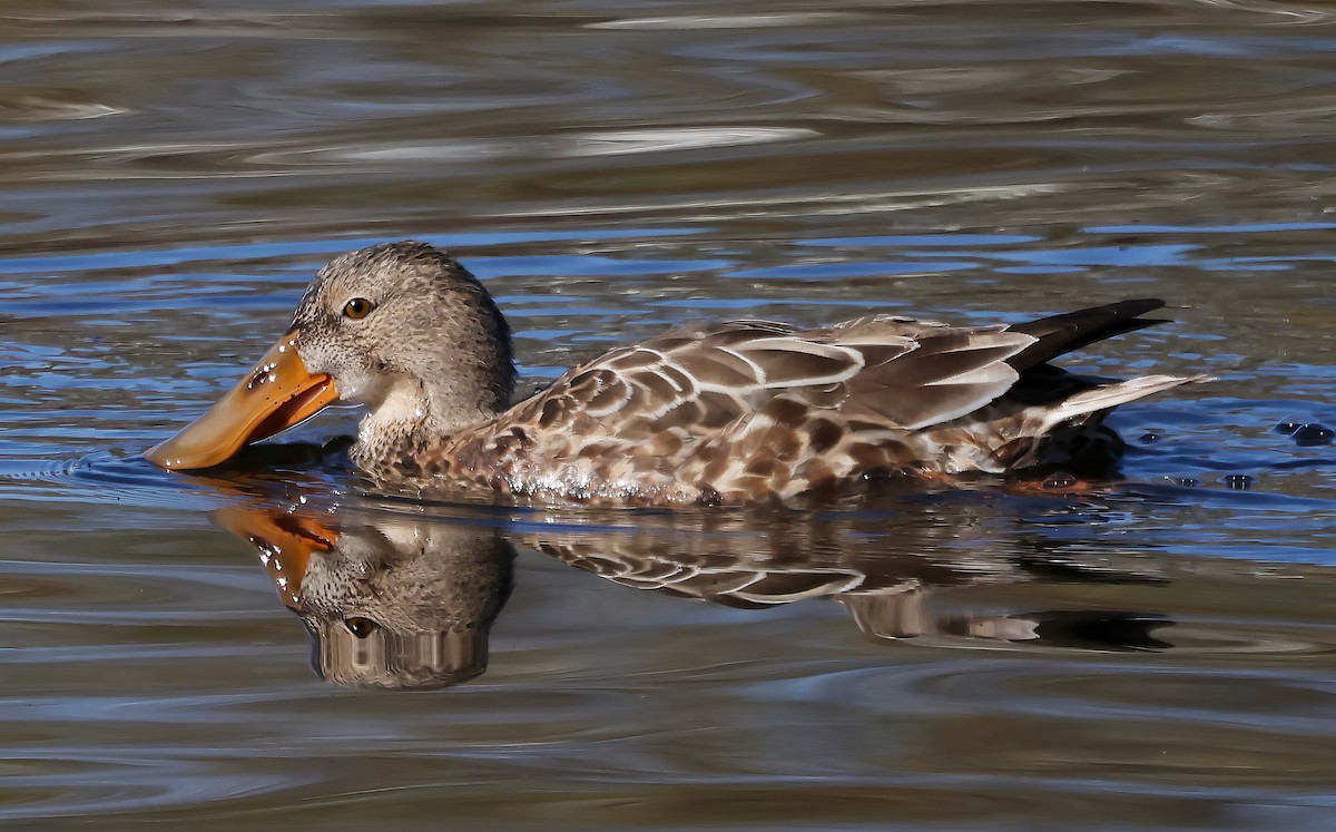 Mestolone - ML645925935