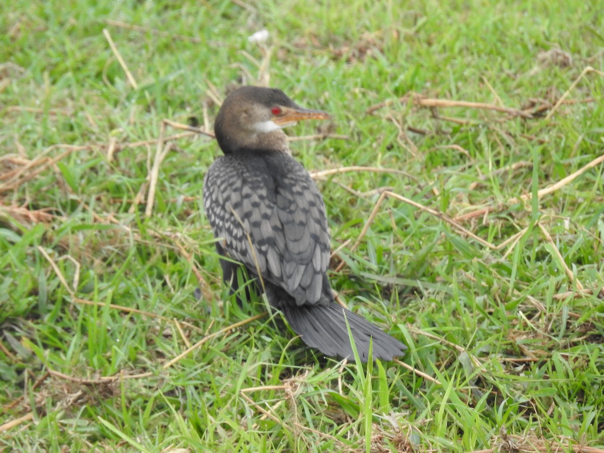 Uzun Kuyruklu Karabatak - ML645925936