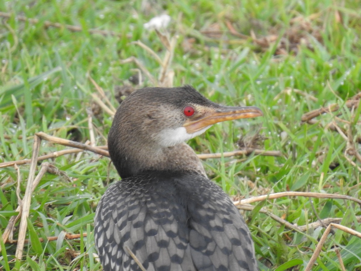 Uzun Kuyruklu Karabatak - ML645925938