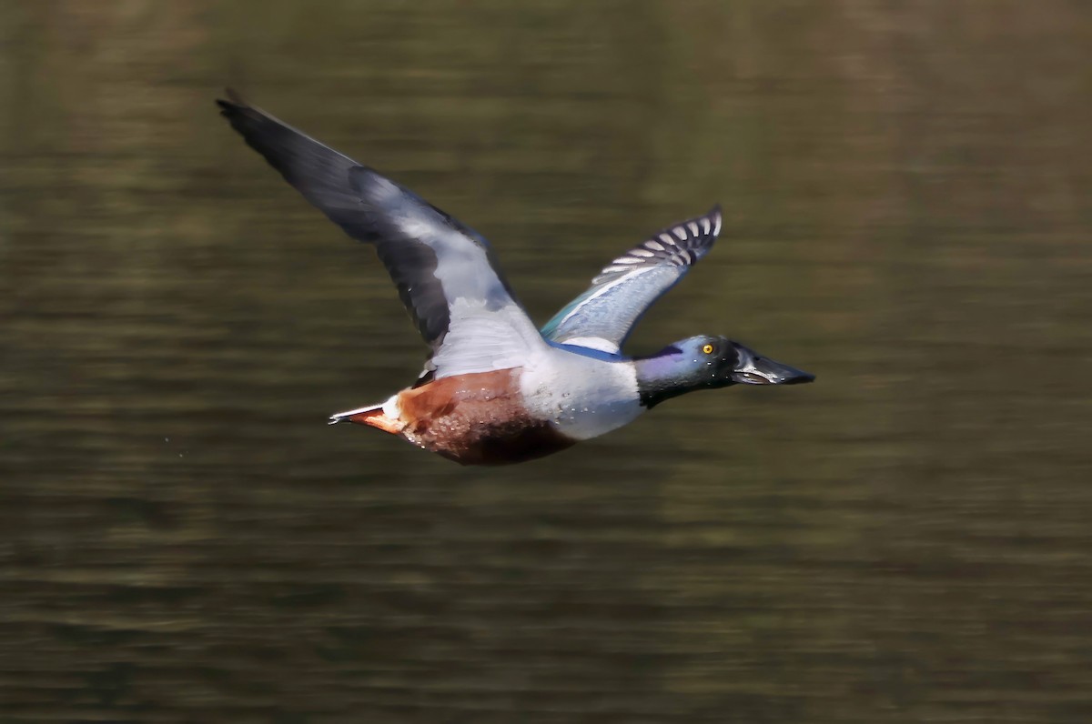 Mestolone - ML645925939