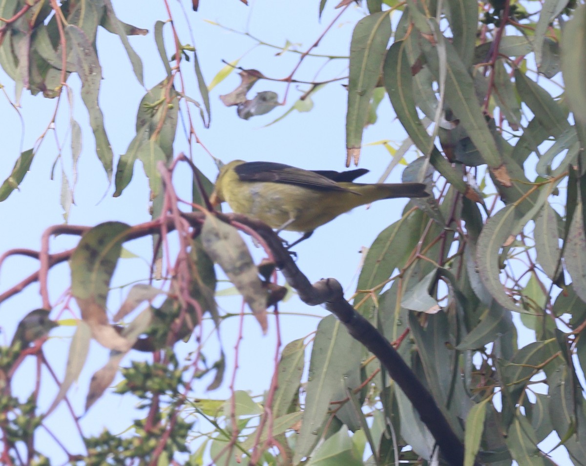 Scarlet Tanager - ML645925946