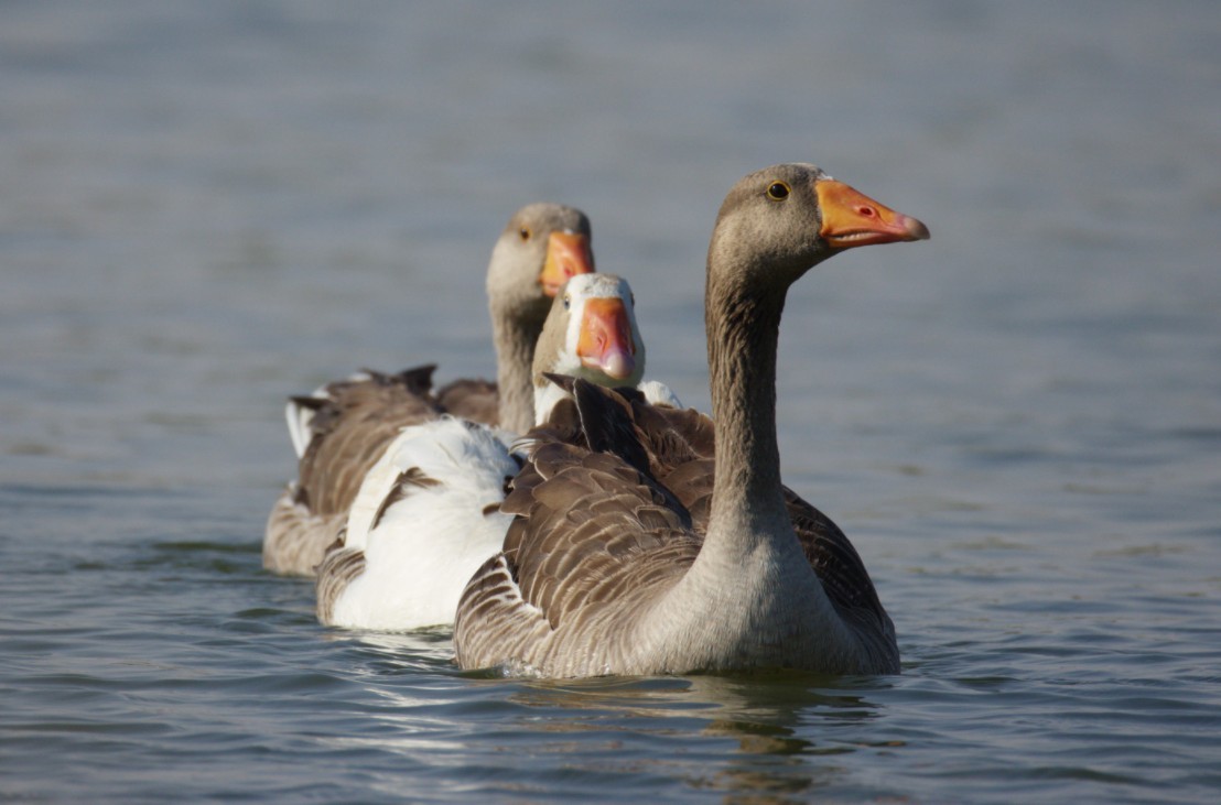 Гуска сіра (свійська) - ML645925958