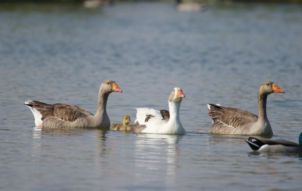 Гуска сіра (свійська) - ML645925960