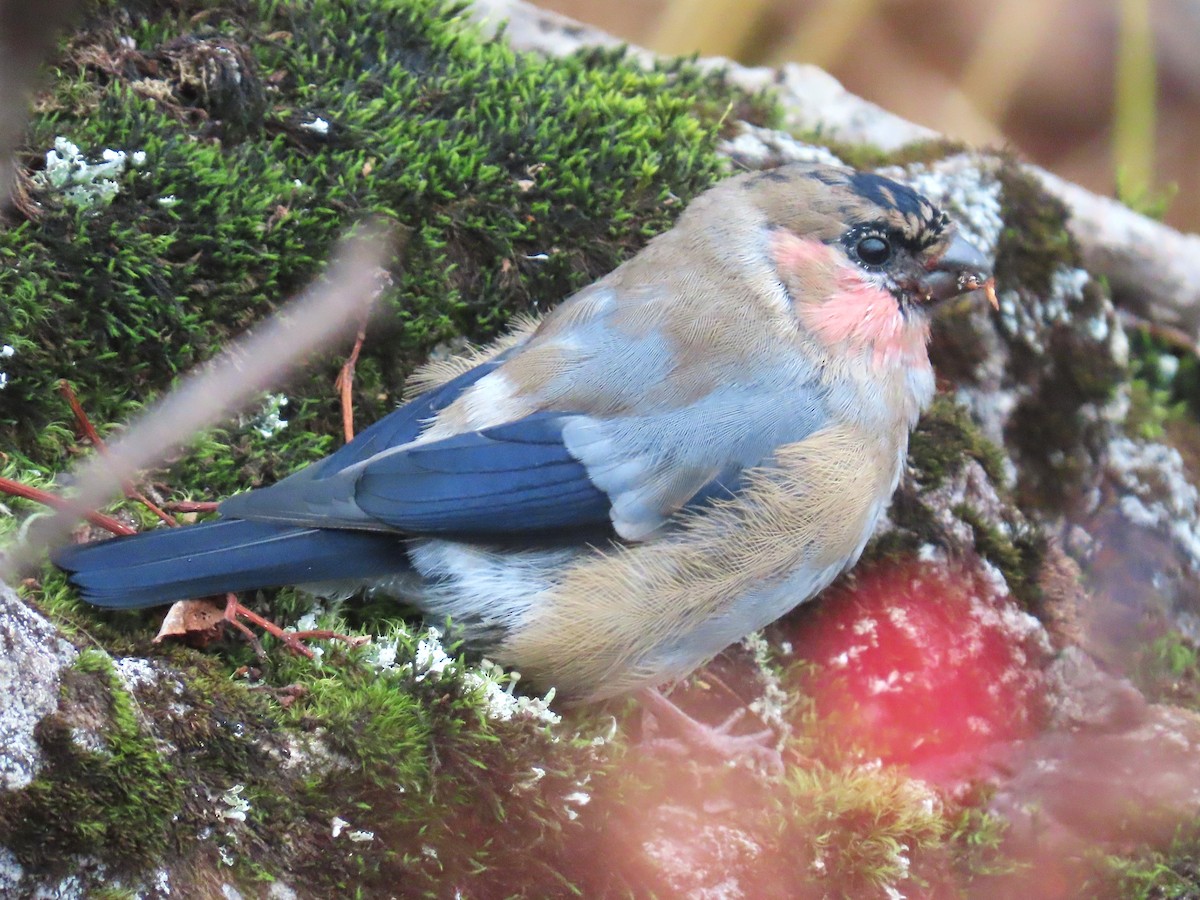 Eurasian Bullfinch (Baikal) - ML645925965