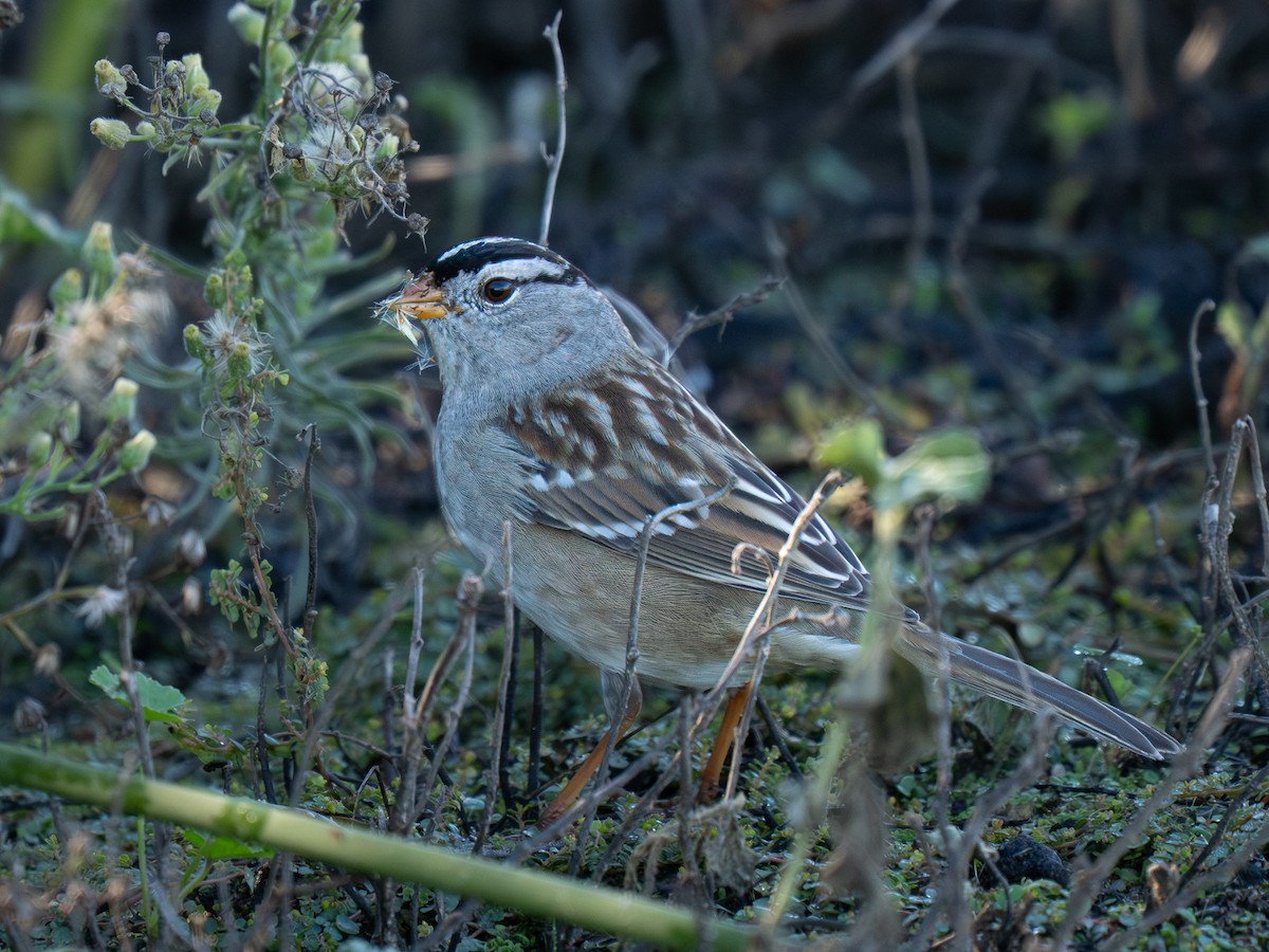 Белобровая овсянка - ML645925966