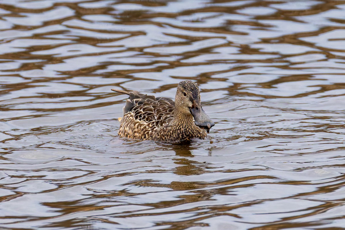 Mestolone - ML645925967