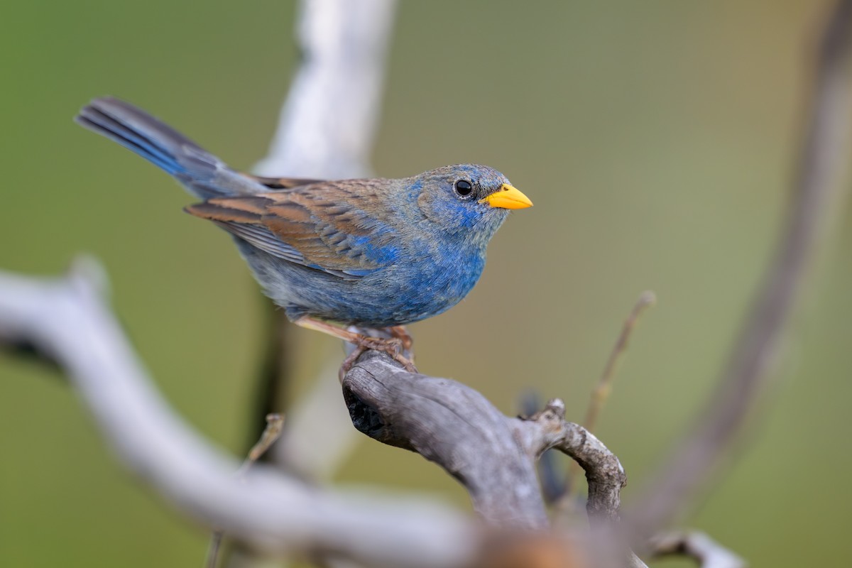 Blue Finch - ML645925978