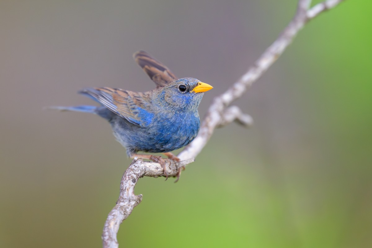 Blue Finch - ML645925980