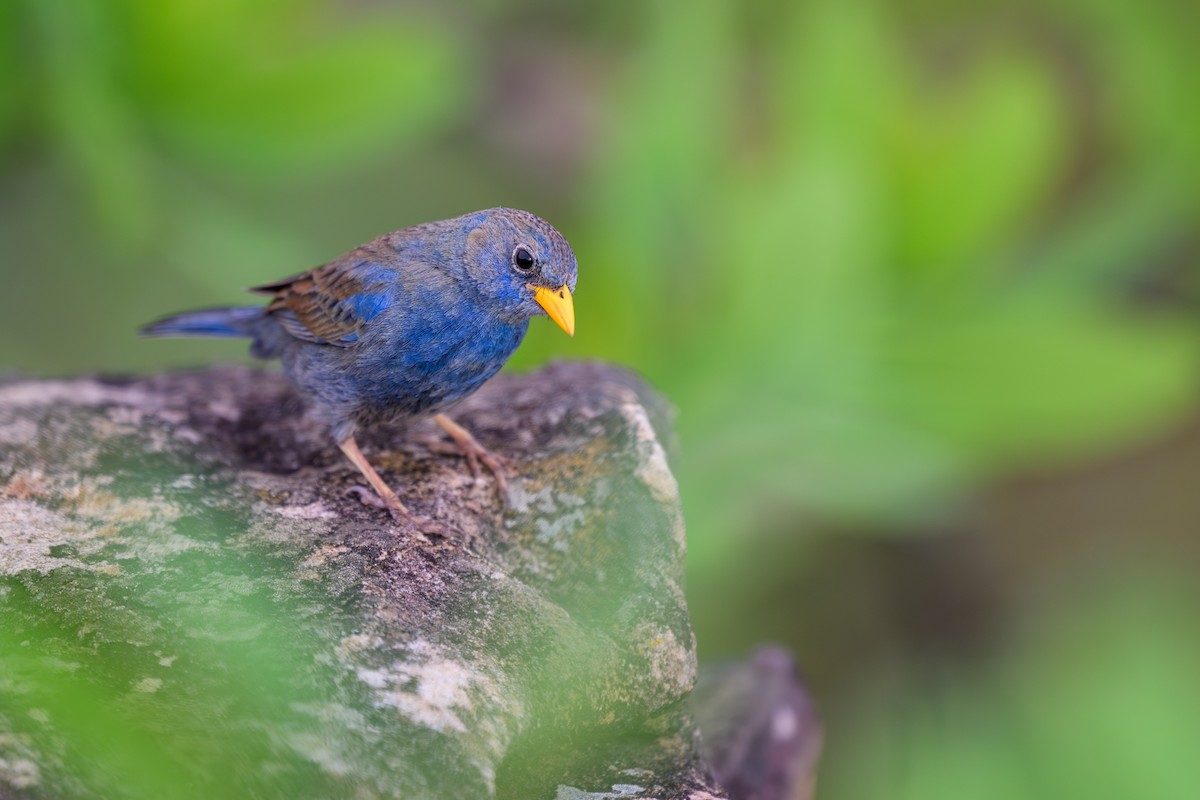 Blue Finch - ML645925981