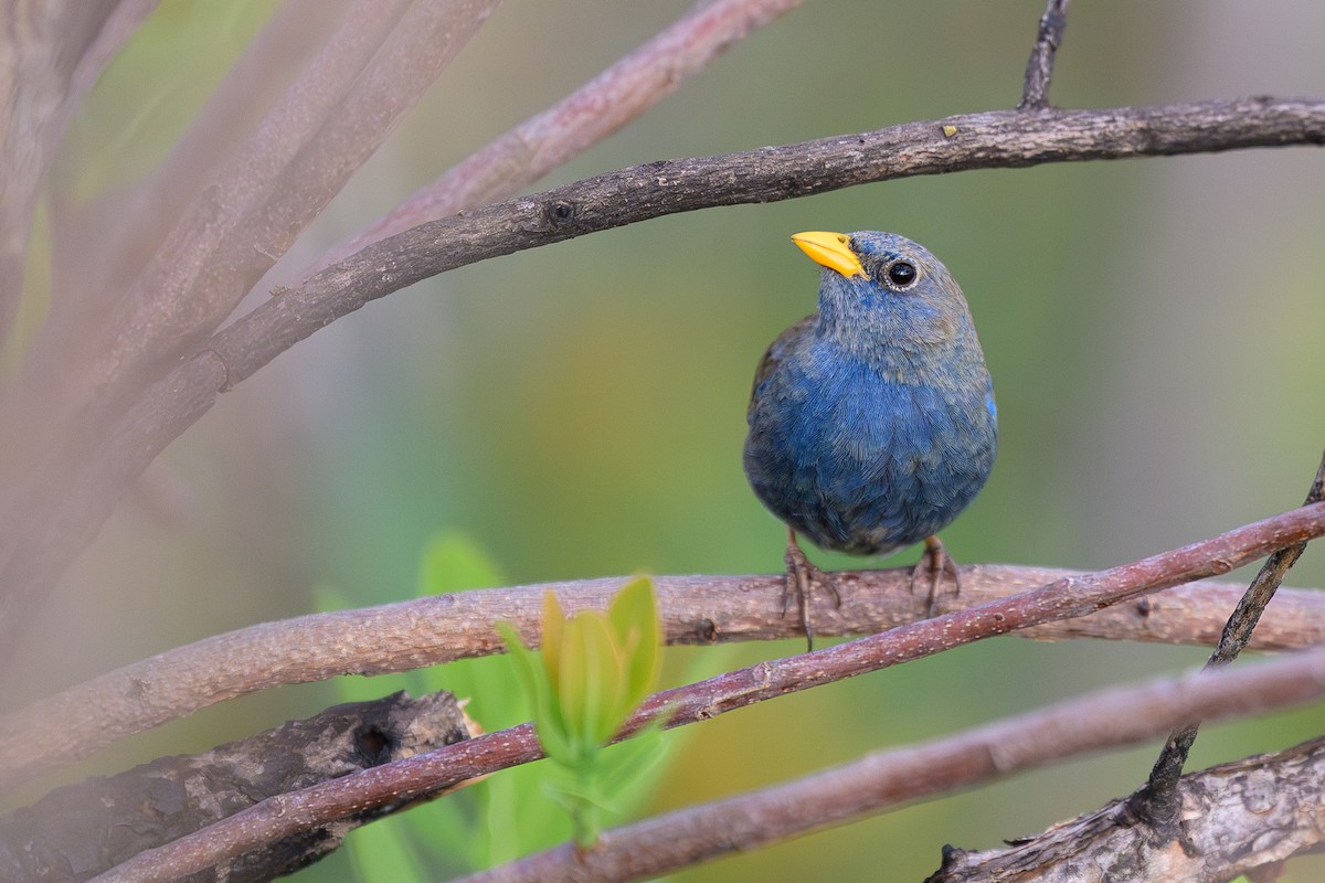 Blue Finch - ML645925982