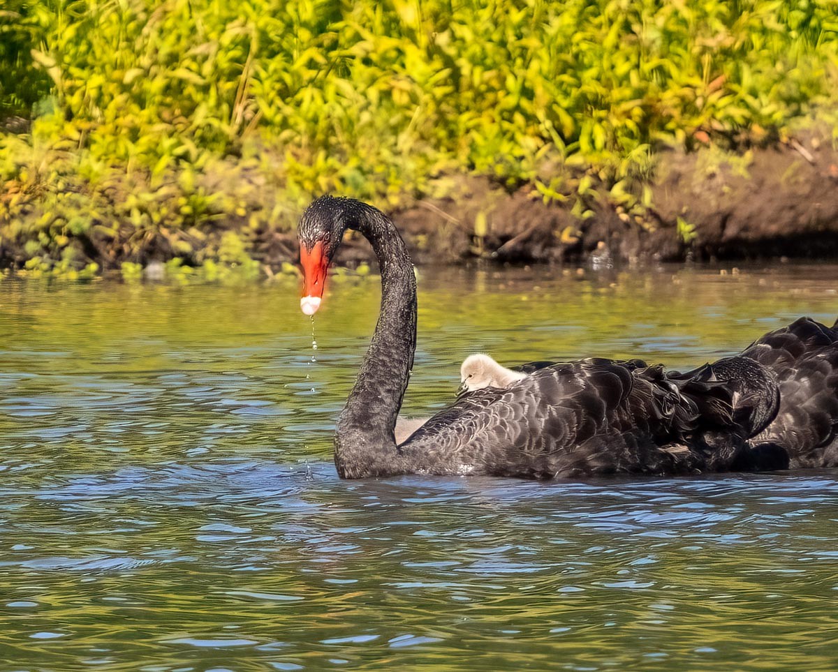Black Swan - ML645926021