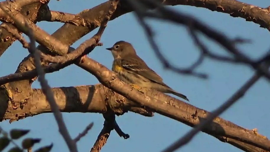 Yellow-rumped Warbler - ML645926026