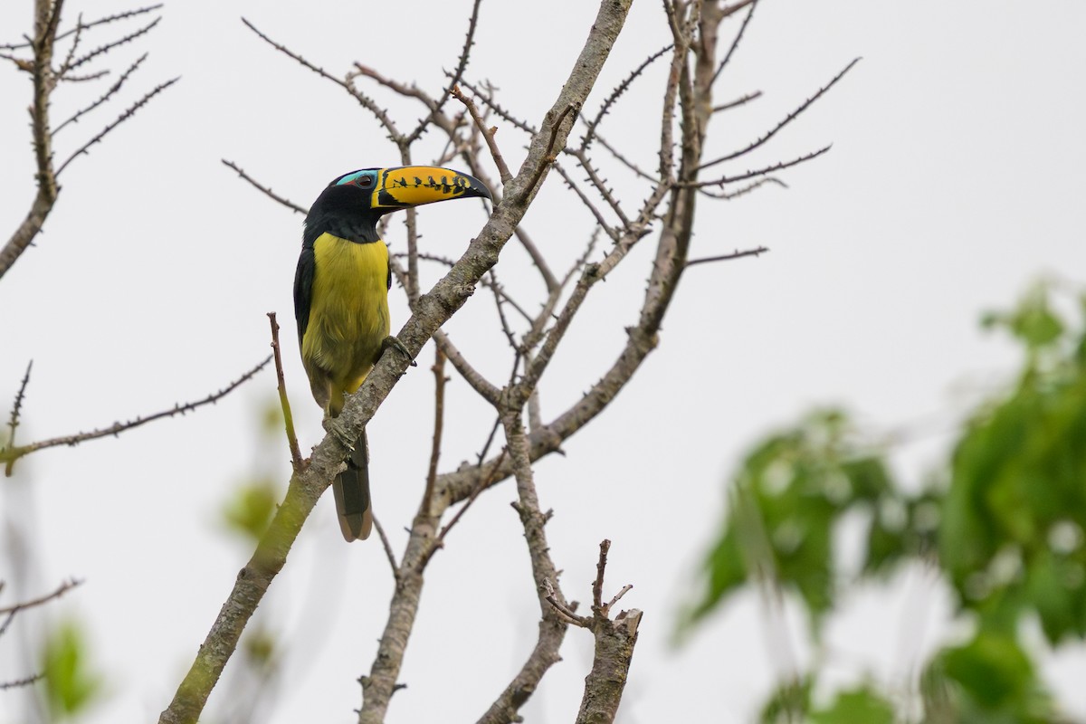 Lettered Aracari - ML645926027