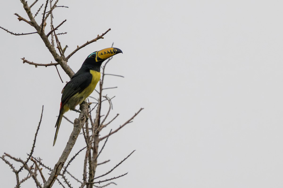 Lettered Aracari - ML645926028