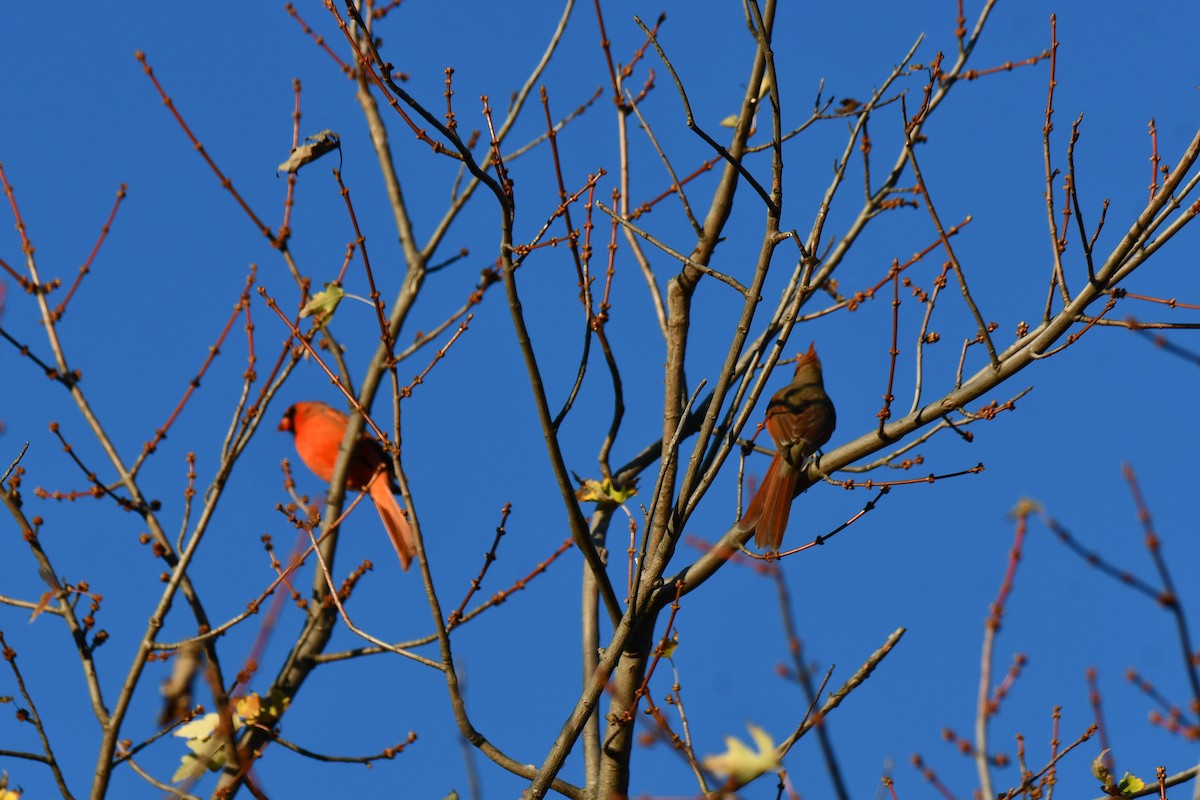 Cardinal rouge - ML645926034