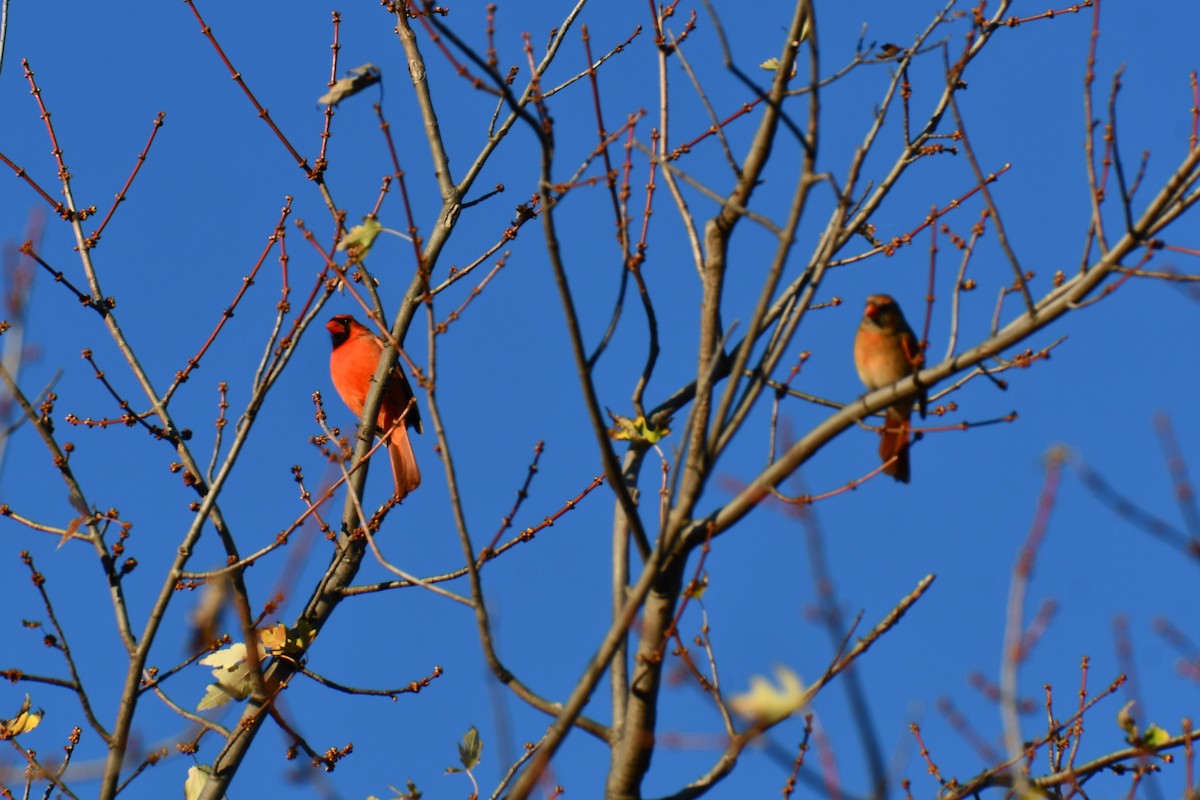 Cardinal rouge - ML645926035