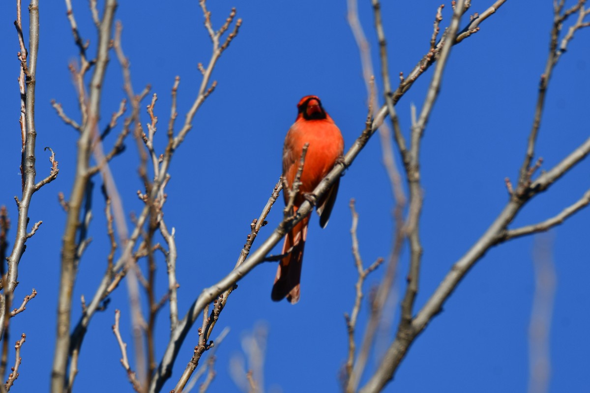 Cardinal rouge - ML645926036