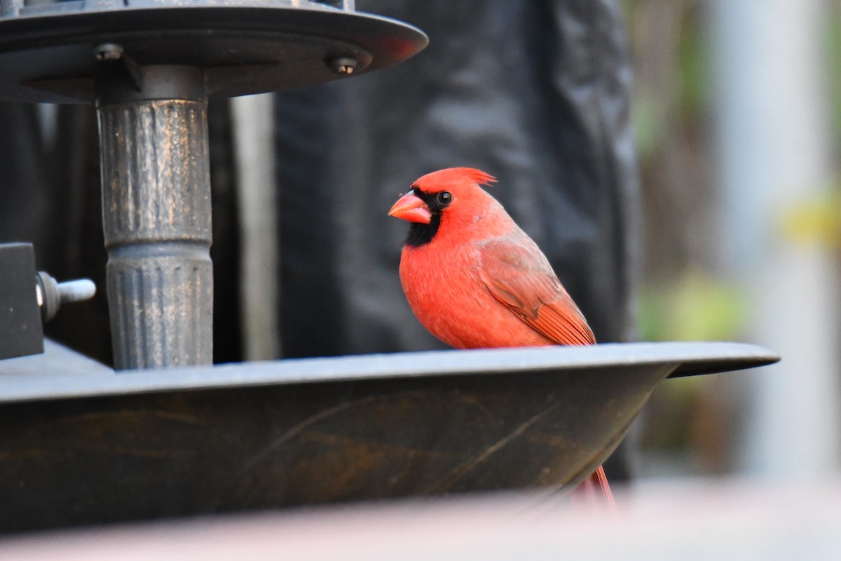 Cardinal rouge - ML645926037