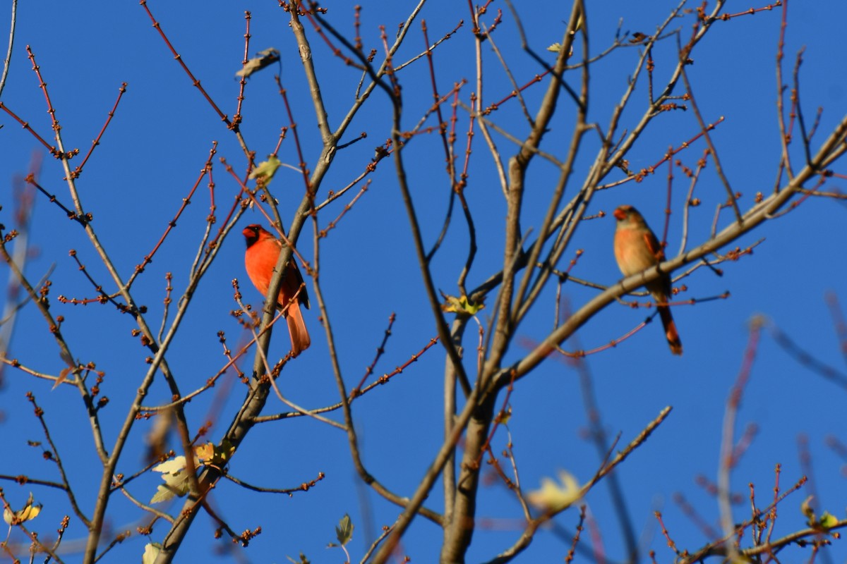 Cardinal rouge - ML645926038