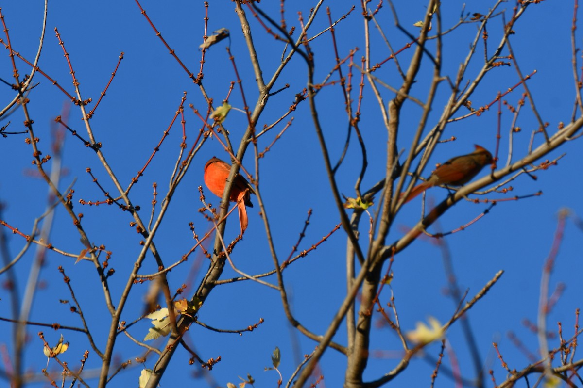 Cardinal rouge - ML645926039