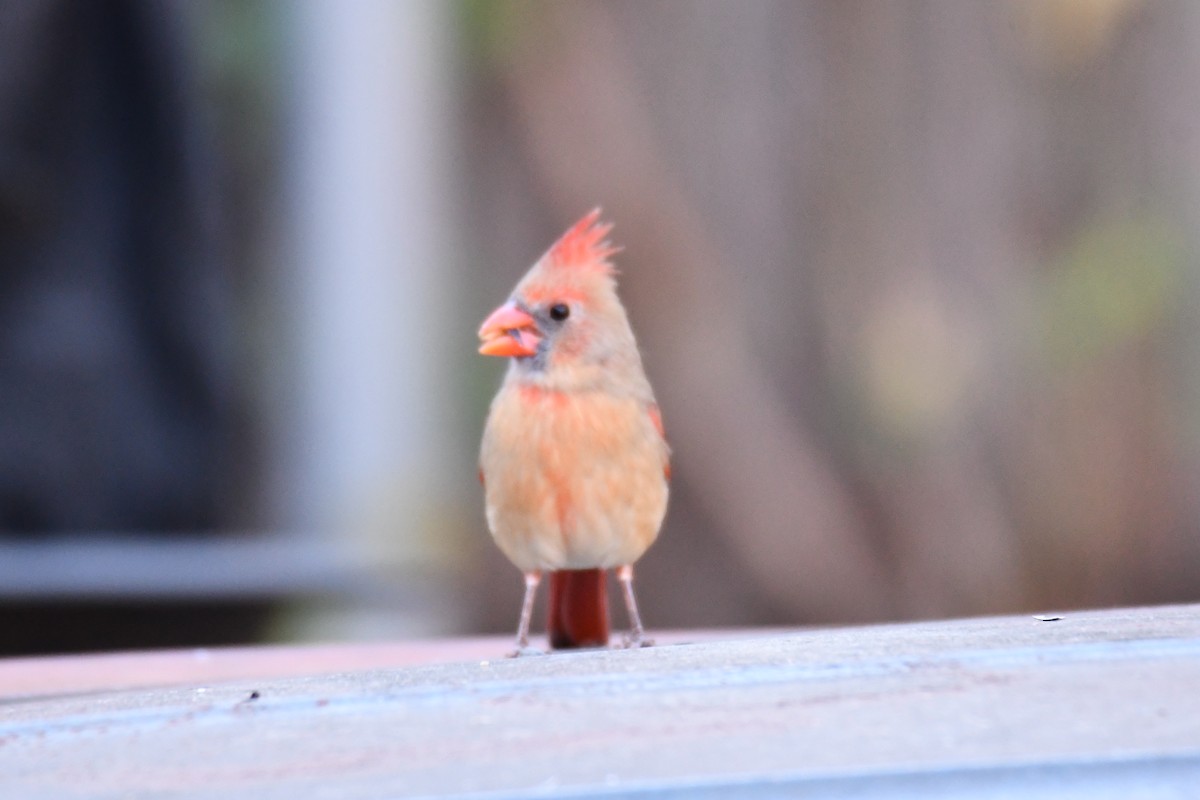 Cardinal rouge - ML645926040