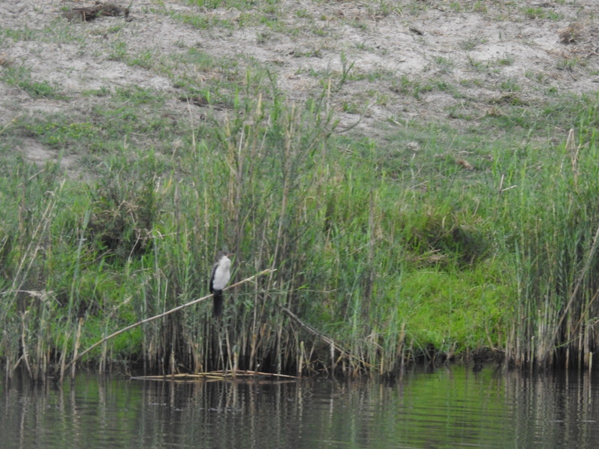 Uzun Kuyruklu Karabatak - ML645926041