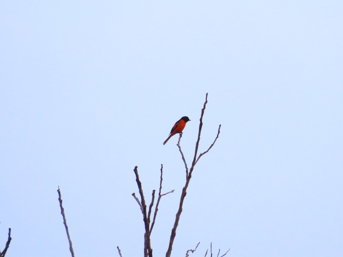 Fiery Minivet - ML645926042