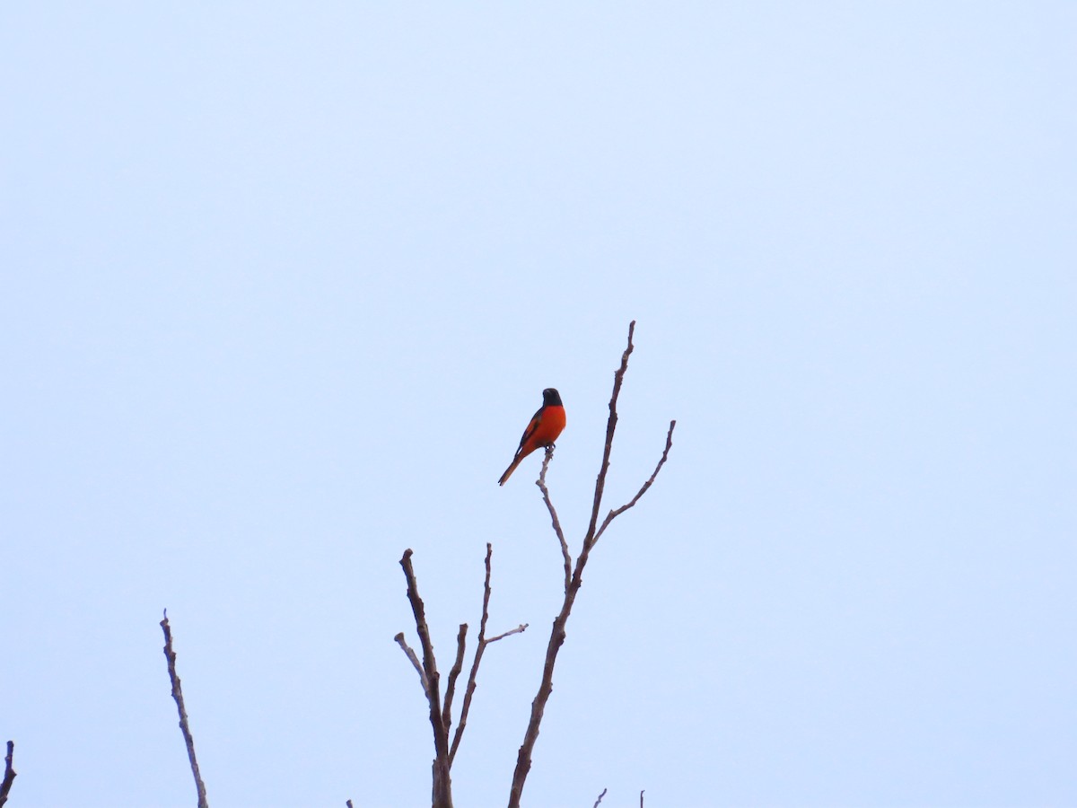 Fiery Minivet - ML645926043
