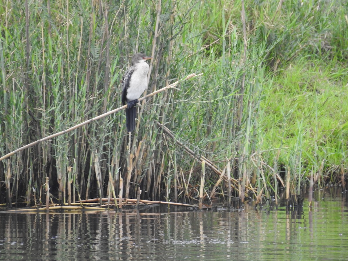 Uzun Kuyruklu Karabatak - ML645926045