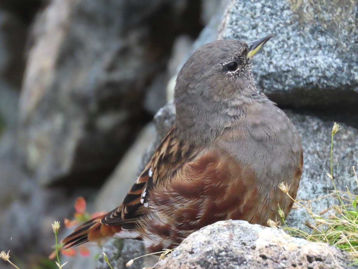 Alpine Accentor - ML645926046