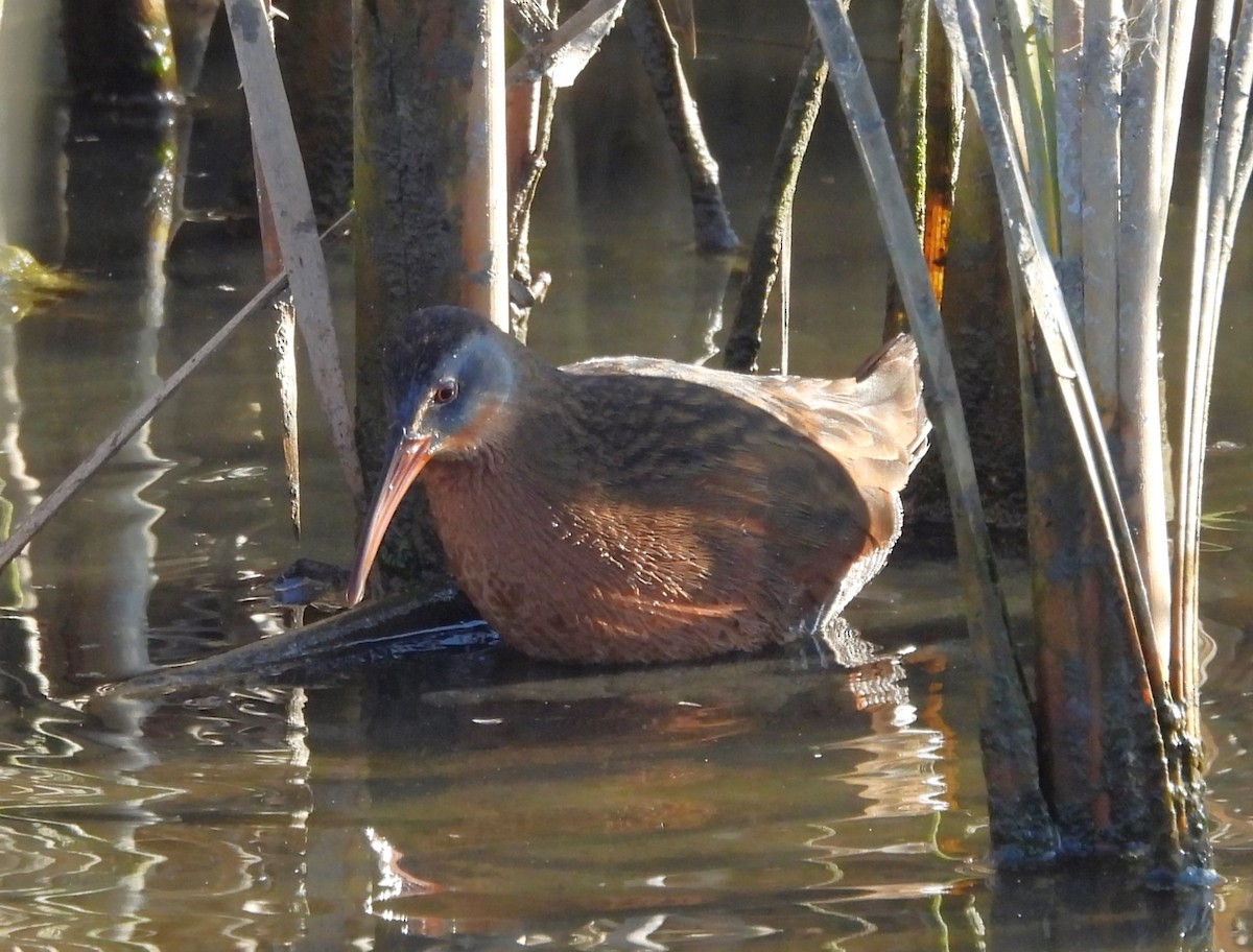 Uroilanda virginiarra - ML645926054