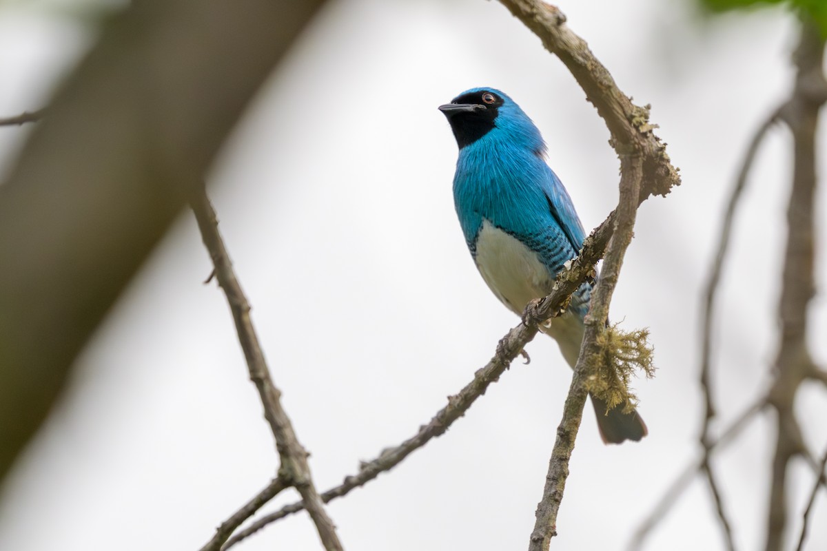 Swallow Tanager - ML645926059