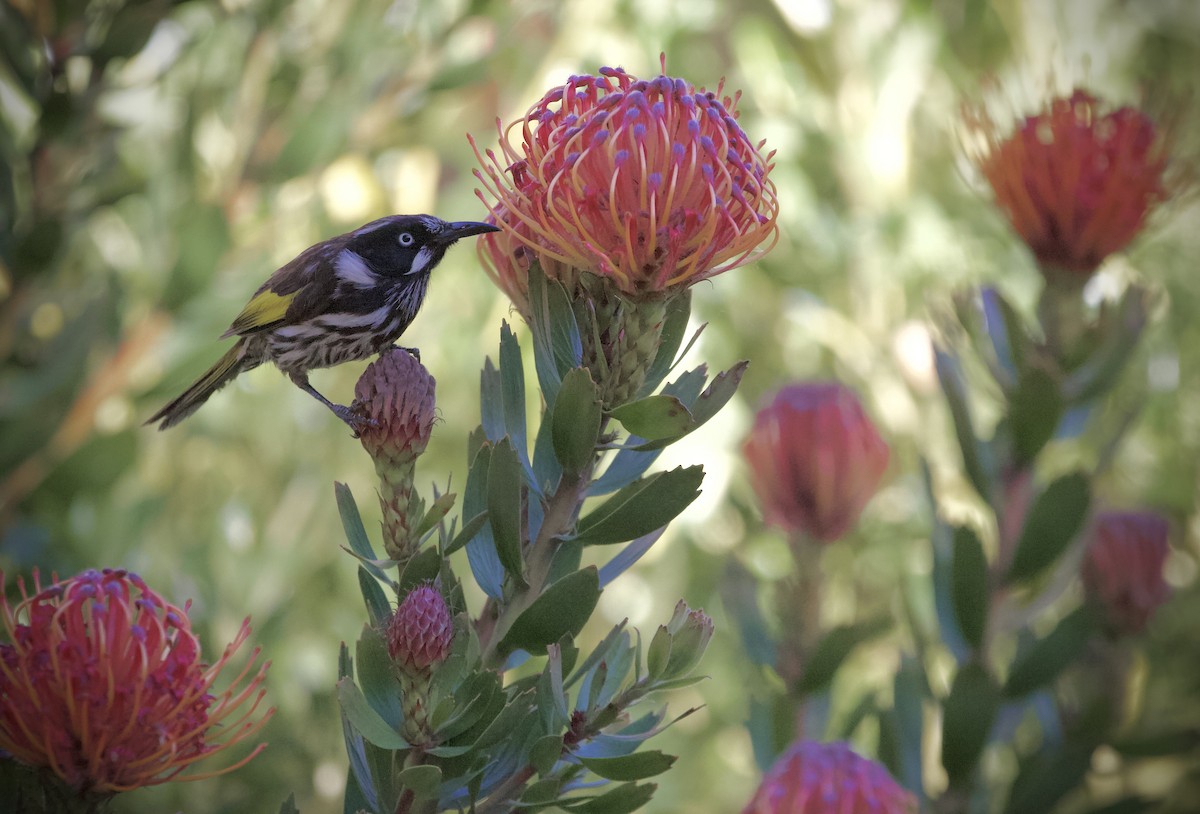 New Holland Honeyeater - ML645926061
