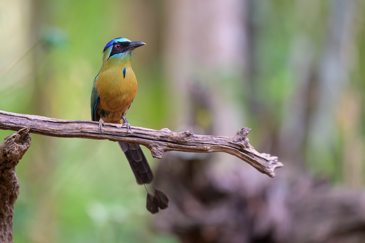 Amazonian Motmot - ML645926065