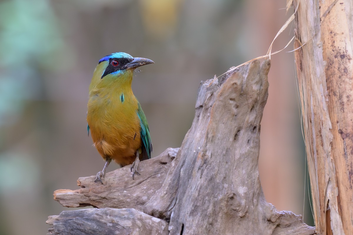 Amazonian Motmot - ML645926066