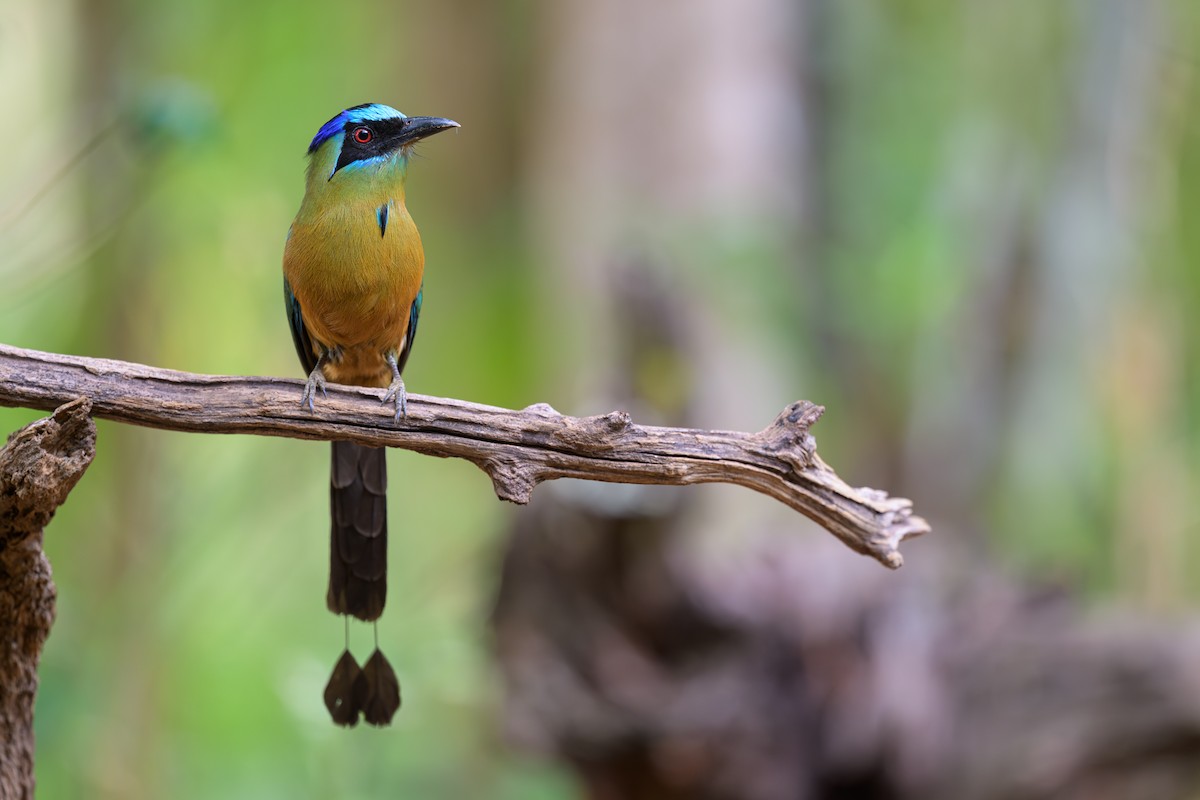 Amazonian Motmot - ML645926067