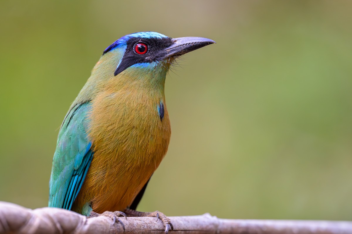 Amazonian Motmot - ML645926068