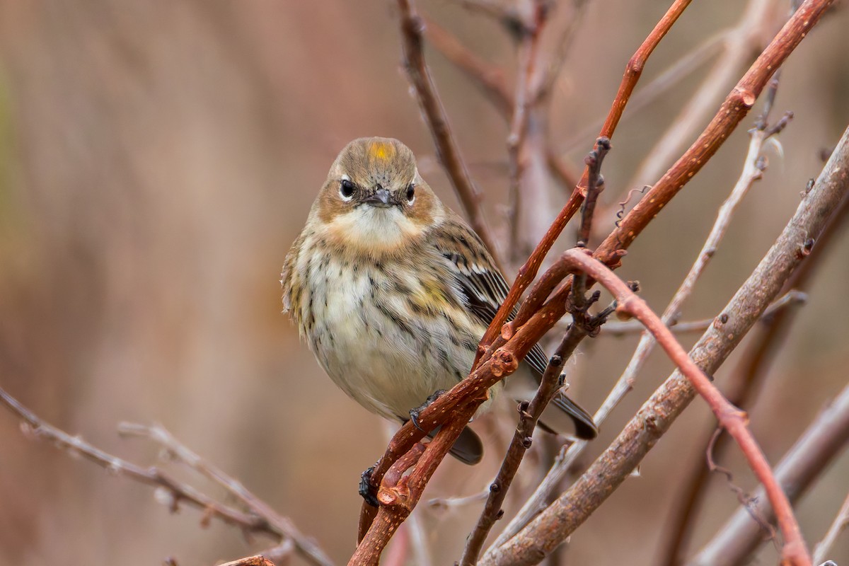 Yellow-rumped Warbler - ML645926076