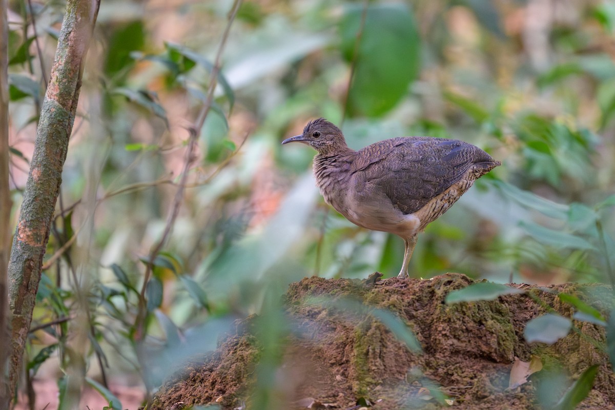 Undulated Tinamou - ML645926080
