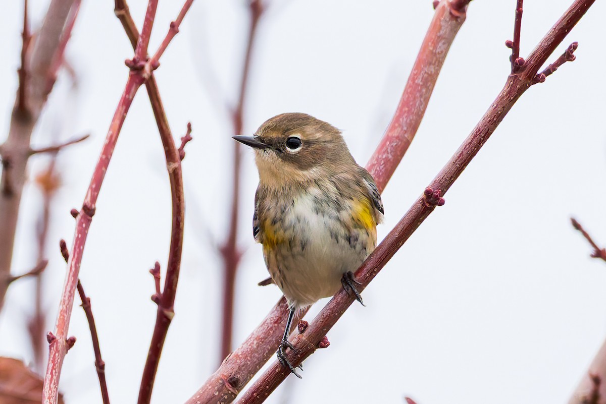 Yellow-rumped Warbler - ML645926082