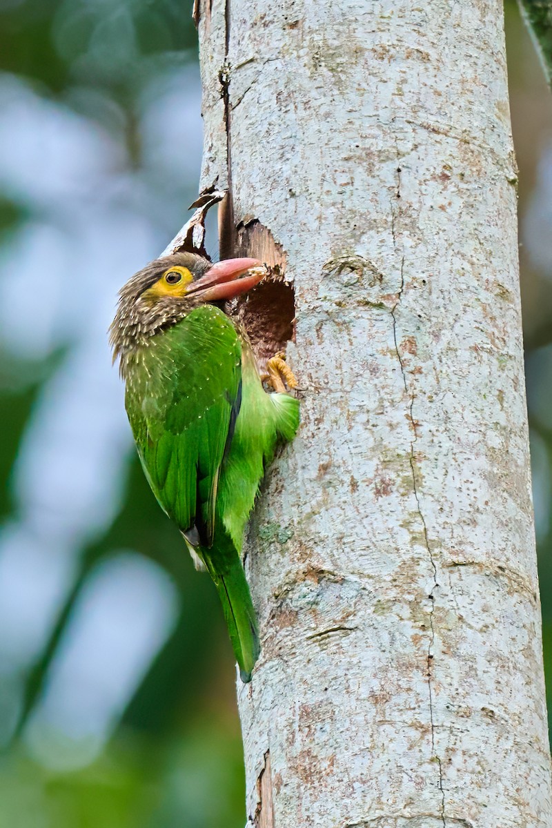 Brown-headed Barbet - ML645926088