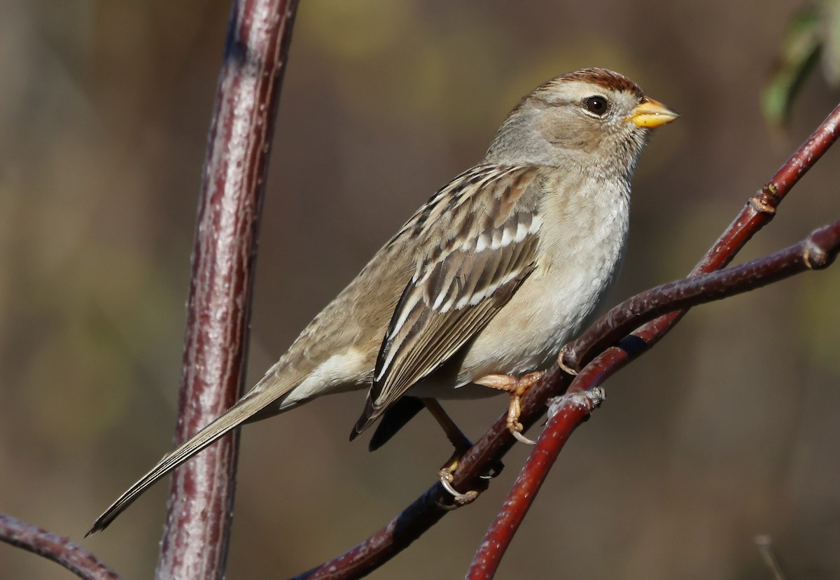 Белобровая овсянка - ML645926090