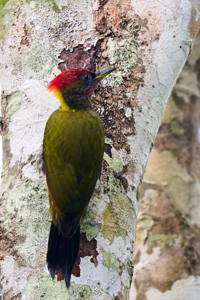 Lesser Yellownape - ML645926091