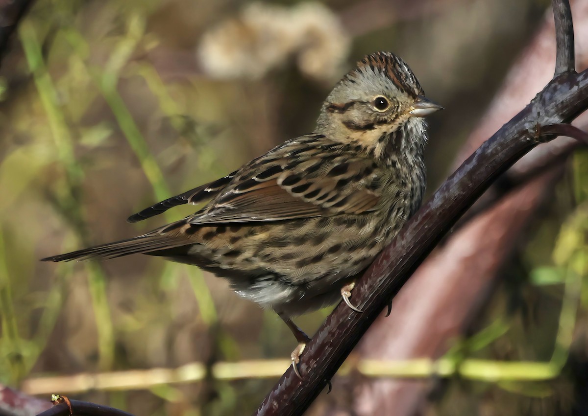 Lincoln's Sparrow - ML645926098