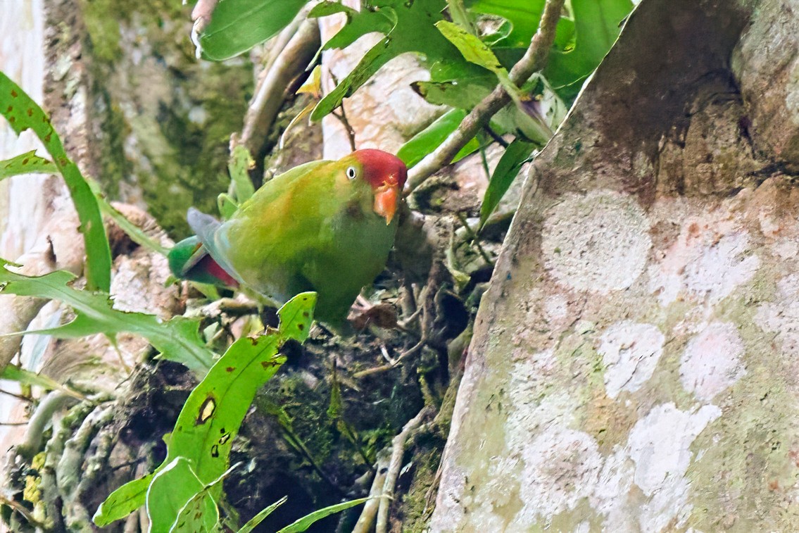 Sri Lanka Hanging-Parrot - ML645926099