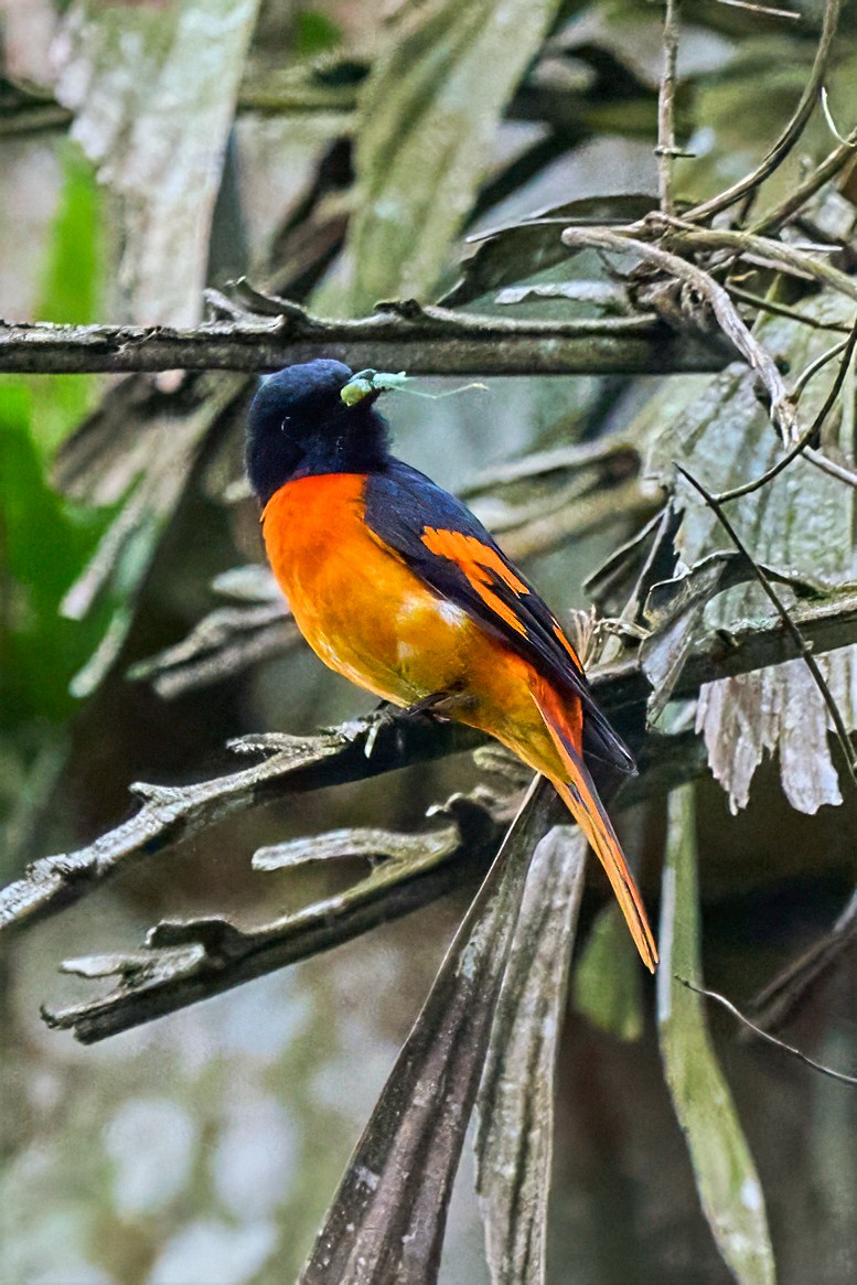 Orange Minivet - ML645926103