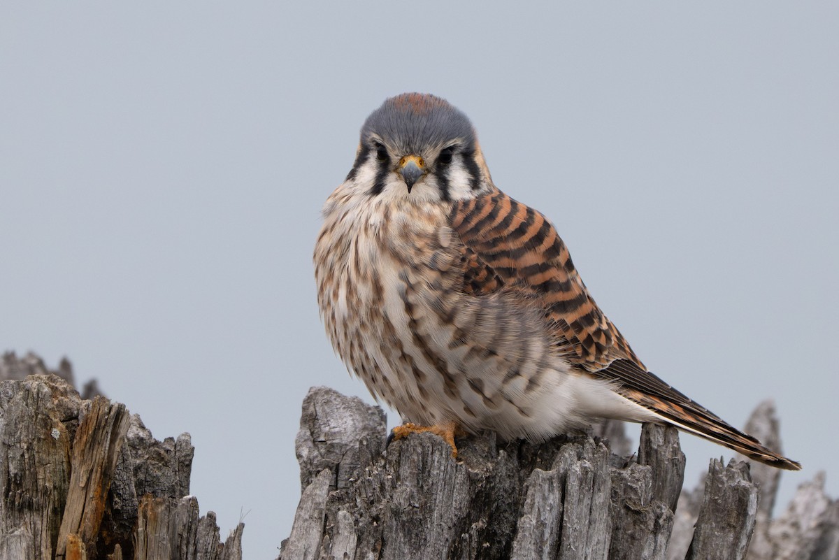 Belatz amerikarra - ML645926104