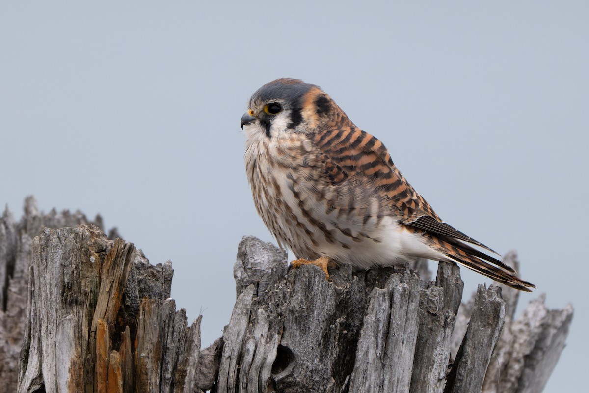 Belatz amerikarra - ML645926105