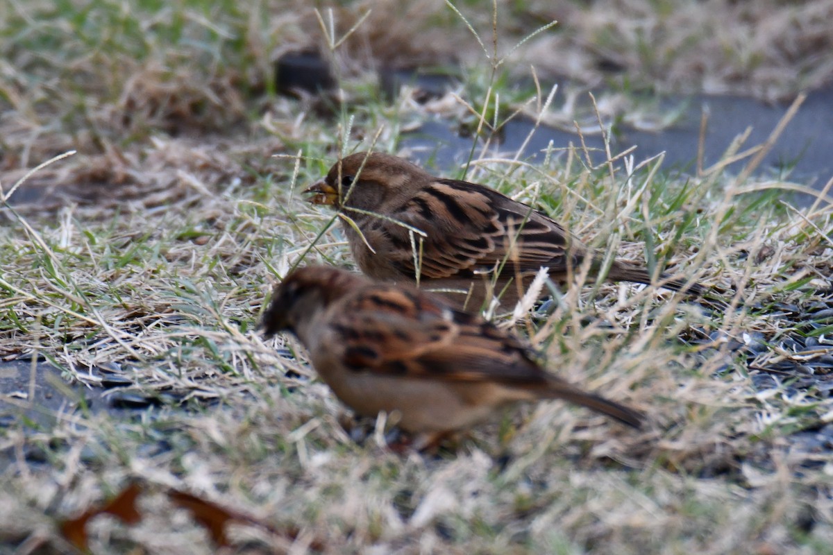 Etxe-txolarrea - ML645926106