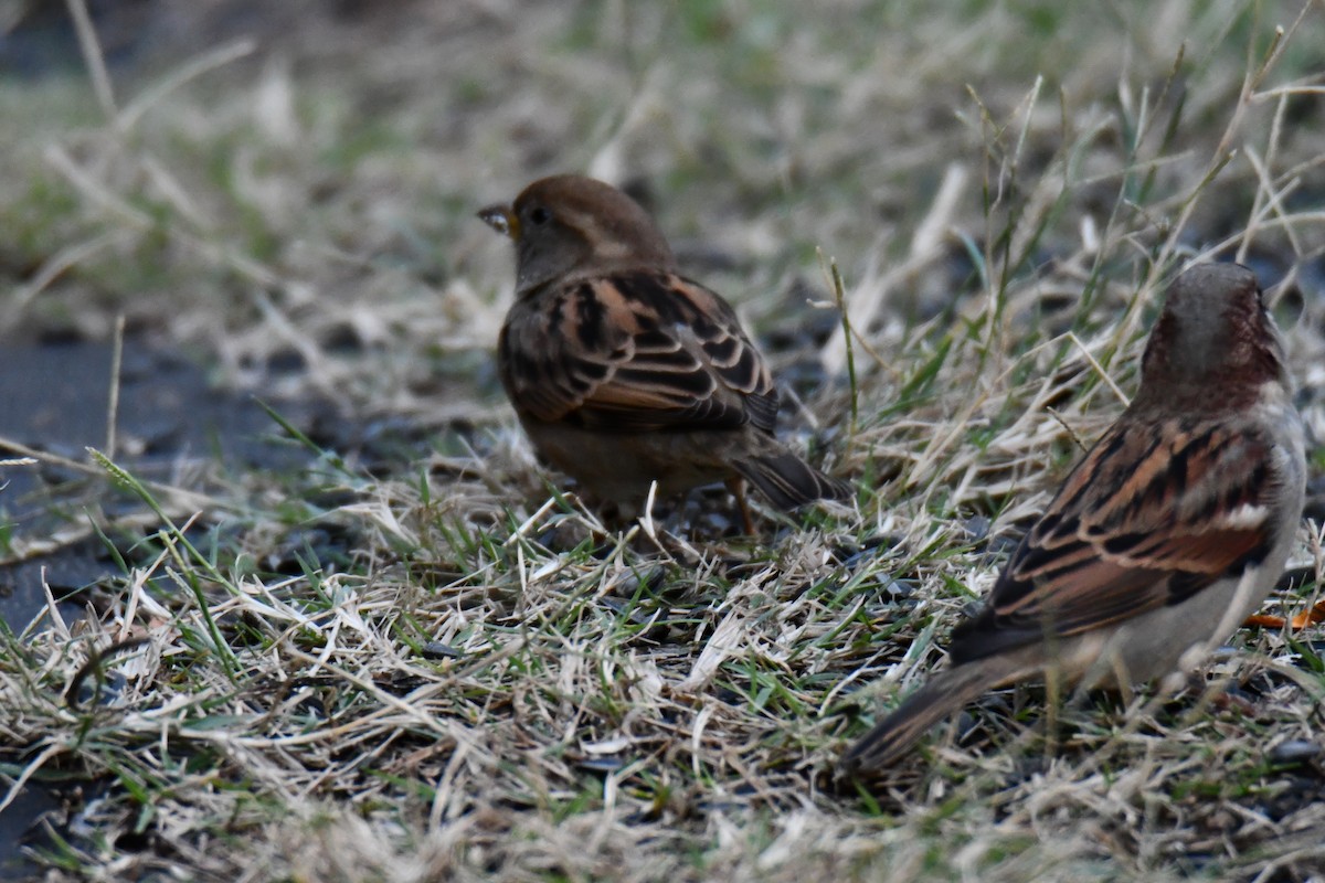 Etxe-txolarrea - ML645926107